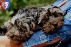 Lire la suite à propos de l’article Éleveurs de Yorkipoo et chiots en Pays de la Loire