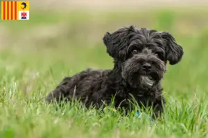 Lire la suite à propos de l’article Éleveurs de Yorkipoo et chiots en Provence-Alpes-Côte d’Azur