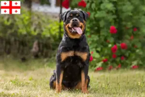 Lire la suite à propos de l’article Éleveurs de Rottweilers et chiots en Géorgie