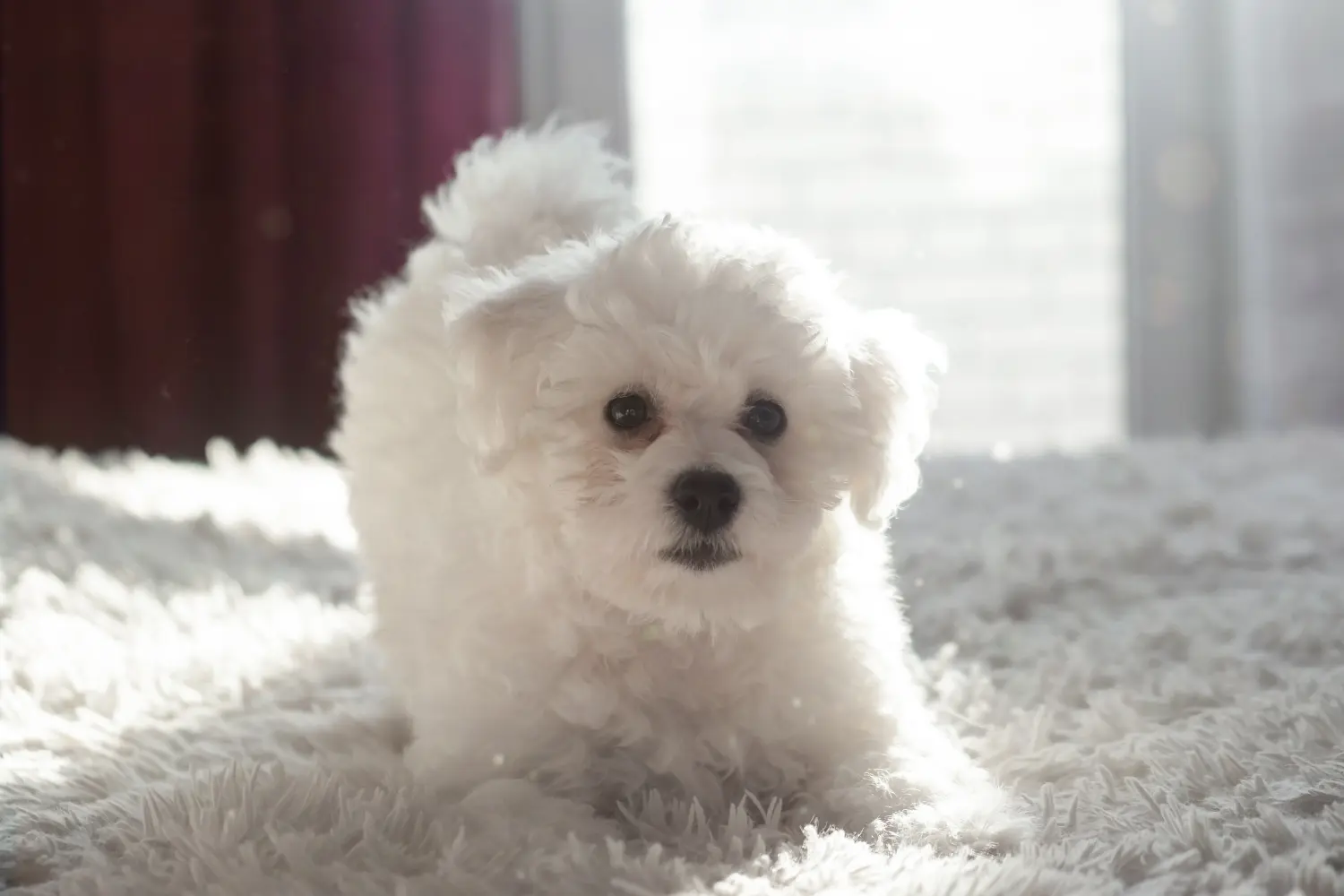 Acheter un chiot Bichon Frisé, c'est prendre ses responsabilités ! Acheter des chiots bichon frisé.