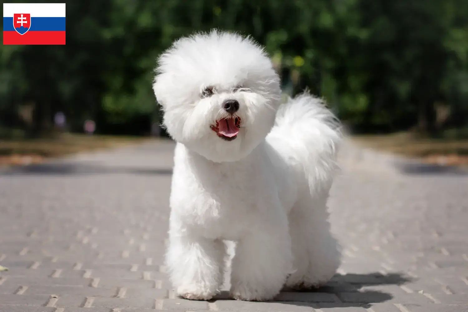 Bichon Frisé chiots et éleveurs Slovaquie Ici, tu trouveras des éleveurs de Bichon Frisé en Slovaquie.