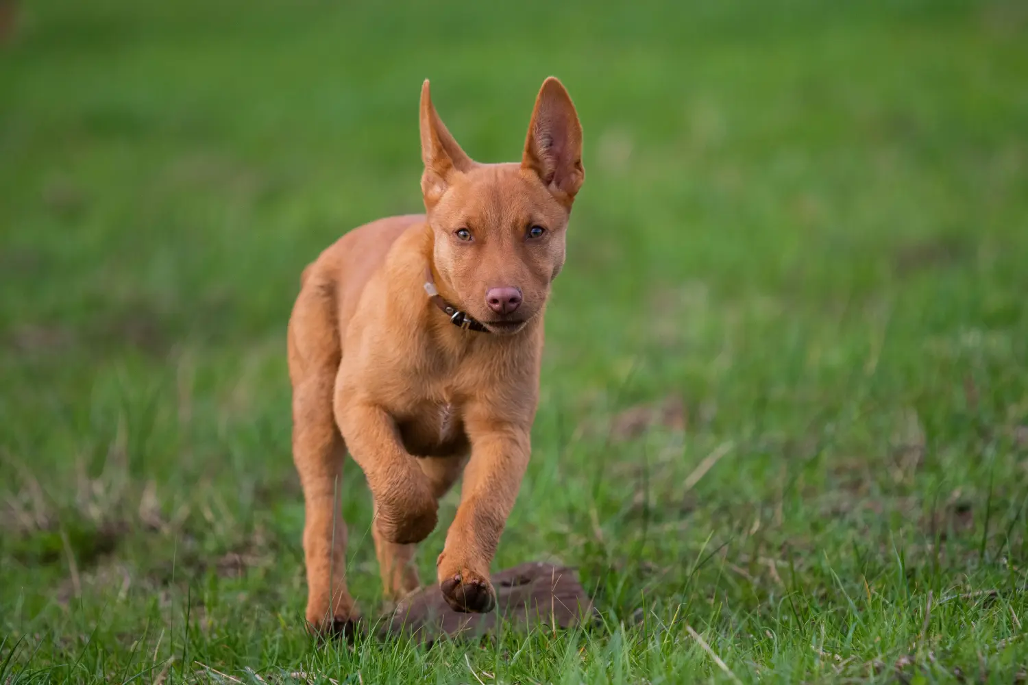 Acheter un chiot kelpie australien, c'est prendre ses responsabilités ! Acheter des chiots australiens Kelpie.