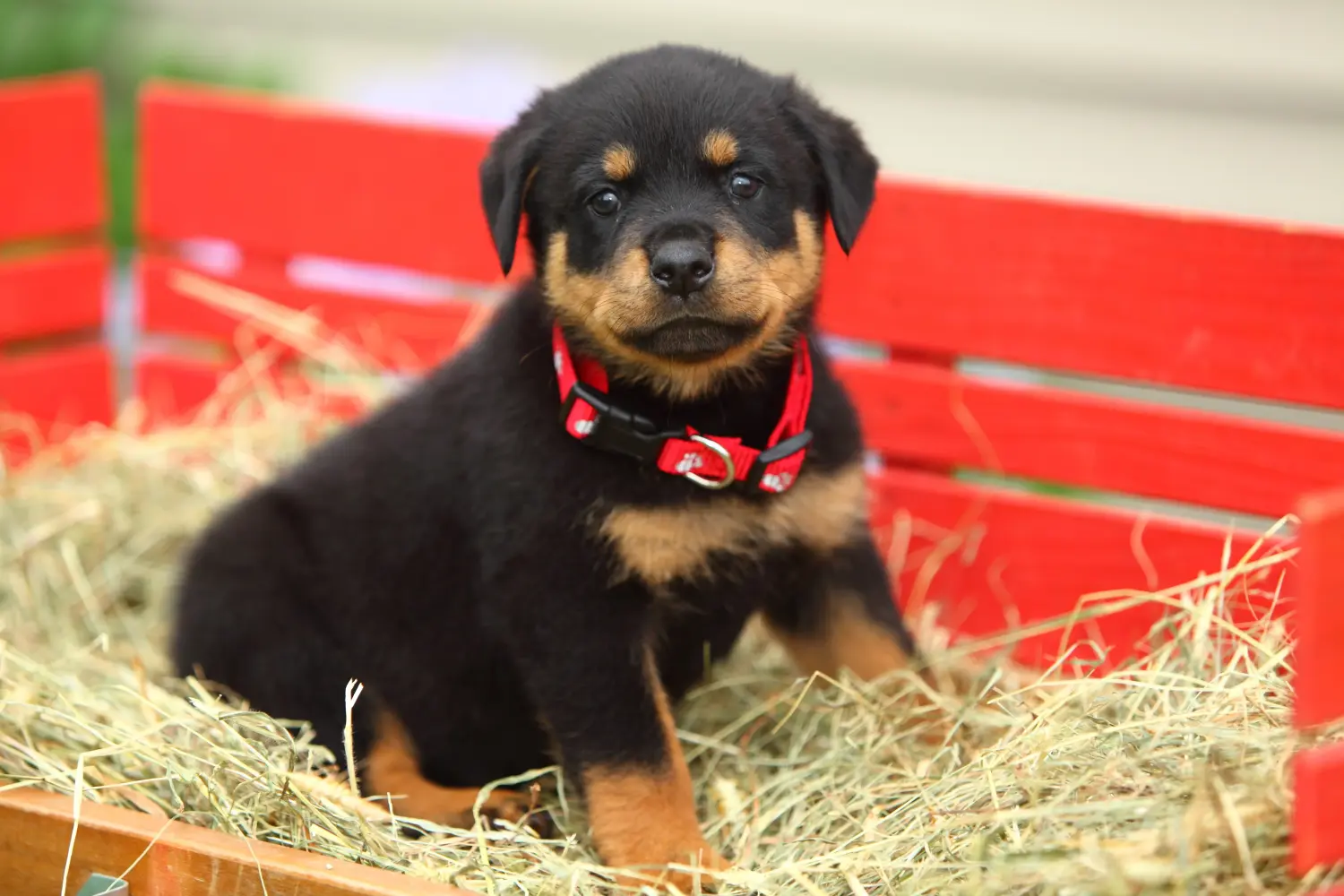 Acheter un chiot Rottweiler, c'est prendre ses responsabilités ! Acheter des chiots Rottweiler.
