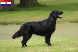 Lire la suite à propos de l’article Éleveurs de Flat Coated Retrievers et chiots en Croatie