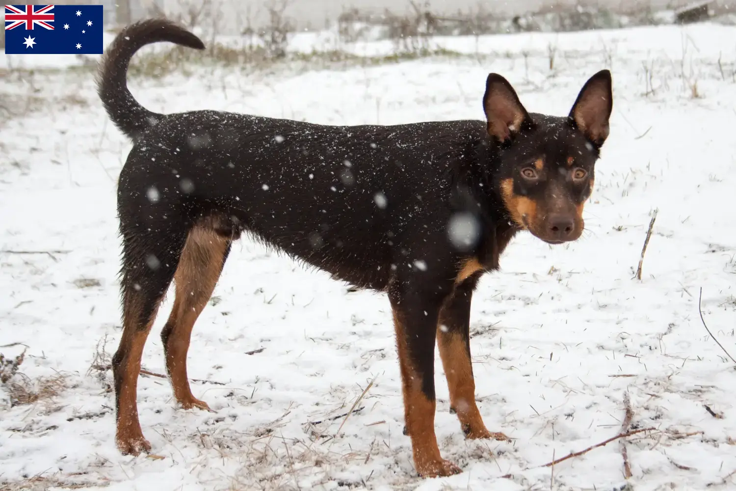 Australian Kelpie chiots et éleveurs Australie Ici, tu trouveras des éleveurs de kelpies australiens en Australie.