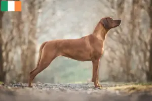 Lire la suite à propos de l’article Éleveurs de Rhodesian Ridgeback et chiots en Irlande