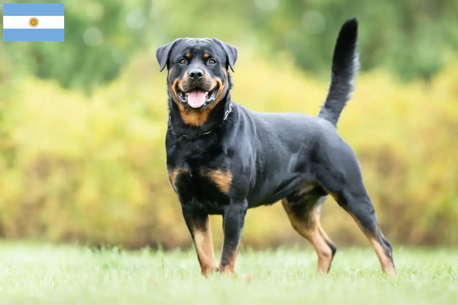 Rottweiler chiots et éleveurs Argentine Ici tu trouves des éleveurs de Rottweiler en Argentine.
