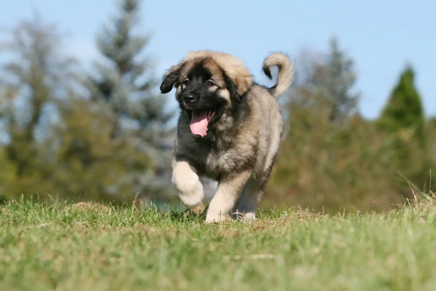 Acheter un chiot Šarplaninac, c'est prendre ses responsabilités ! Acheter des chiots Šarplaninac.