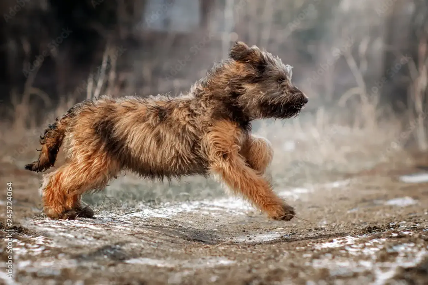 Acheter un chiot briard, c'est prendre ses responsabilités ! Acheter des chiots briards.