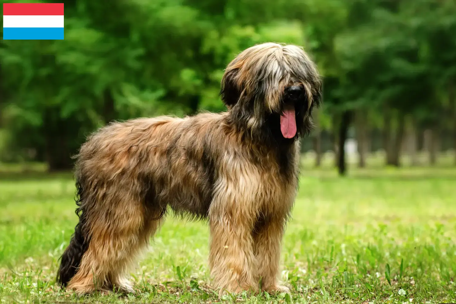 Briard chiots et éleveurs Luxembourg Ici, tu trouveras des éleveurs de Briards au Luxembourg.