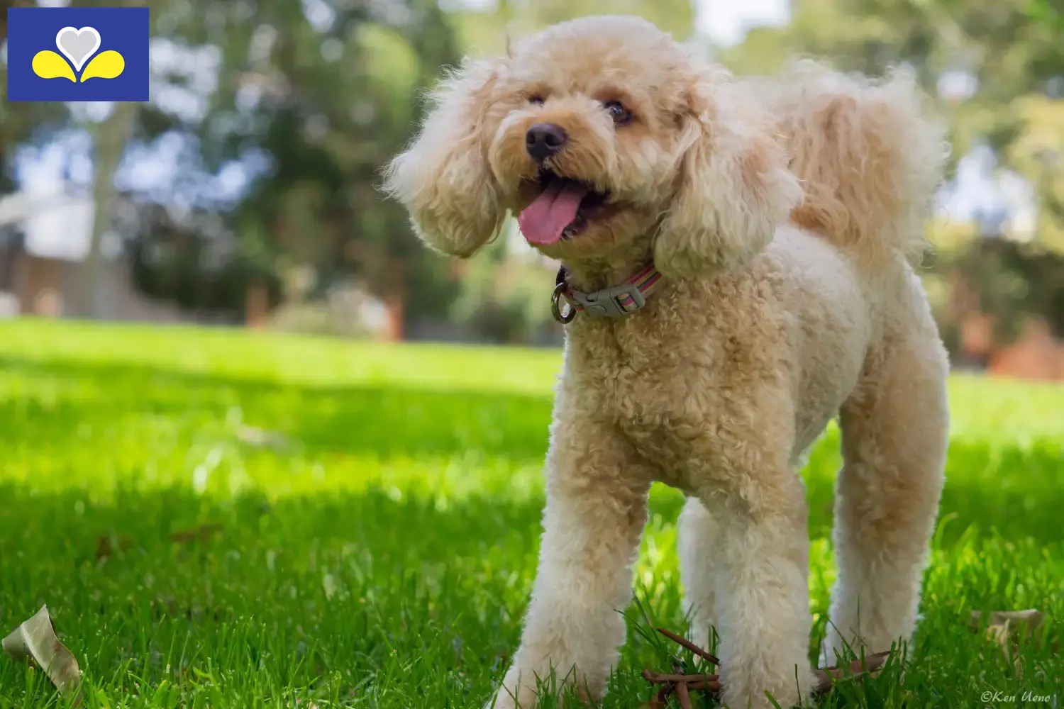 Cavoodle chiots et éleveurs Région de Bruxelles-Capitale Ici, tu trouveras des éleveurs de Cavoodles dans la région de Bruxelles-Capitale.
