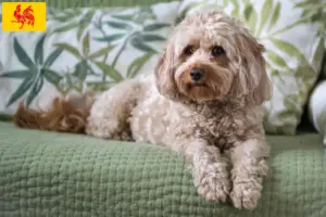 Lire la suite à propos de l’article Éleveurs de Cavoodle et chiots en Région wallonne