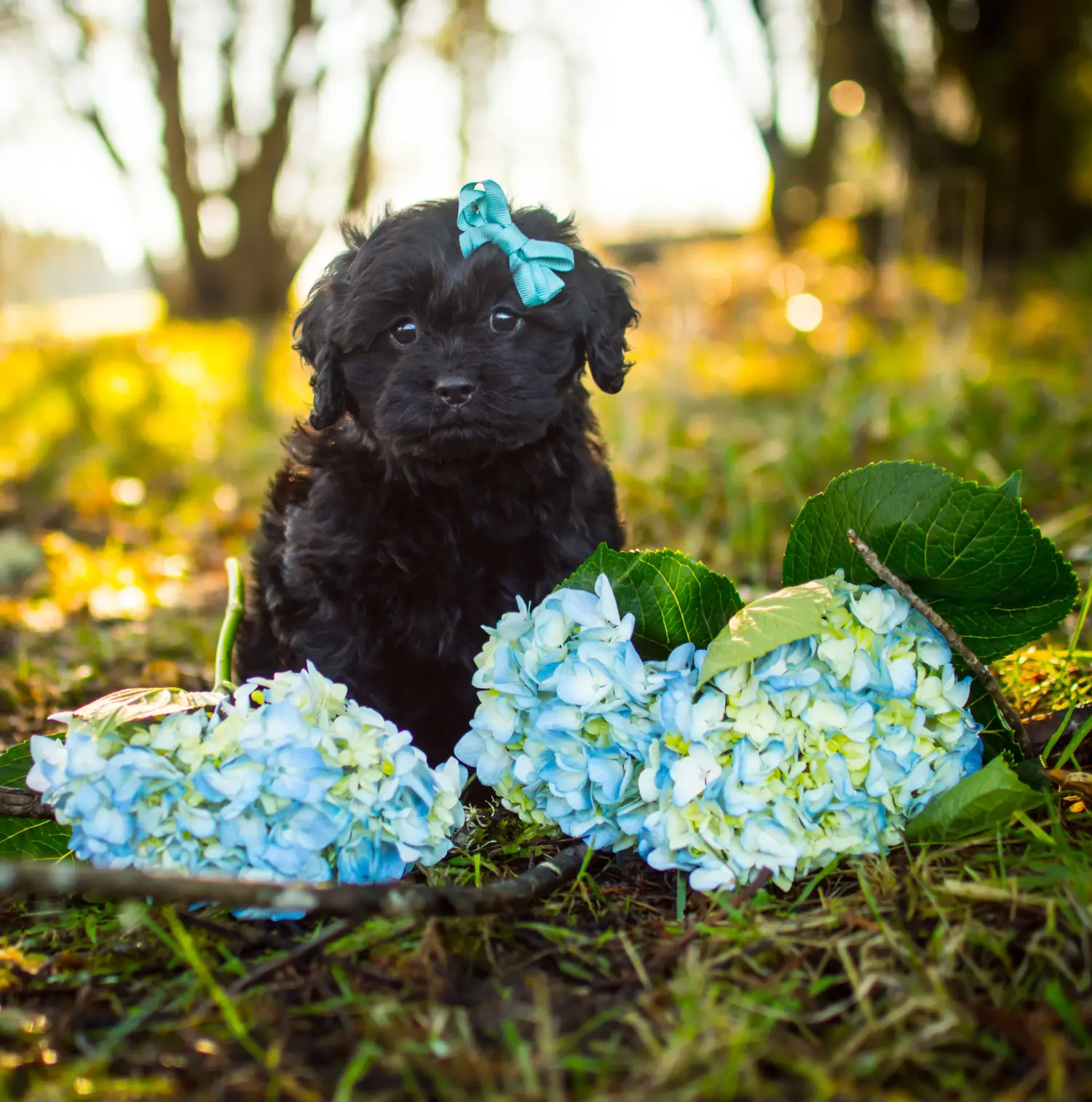 Acheter un chiot Cavoodle, c'est prendre ses responsabilités ! Acheter des chiots Cavoodle.