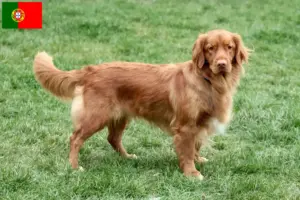 Lire la suite à propos de l’article Nova Scotia Duck Tolling Retriever éleveurs et chiots au Portugal