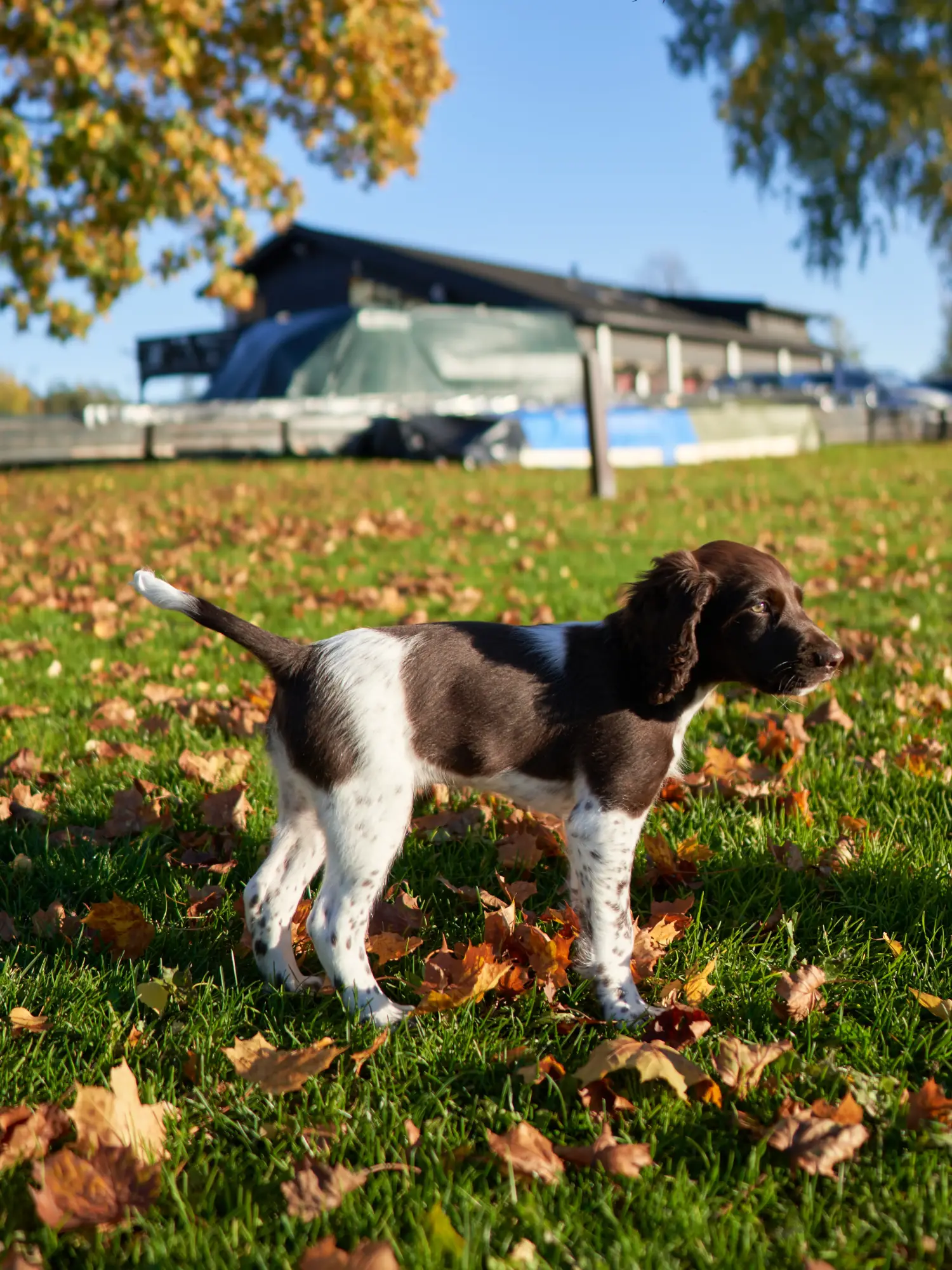 Acheter un chiot du Petit Münsterländer, c'est prendre des responsabilités ! Acheter un chiot de race Münsterländer.