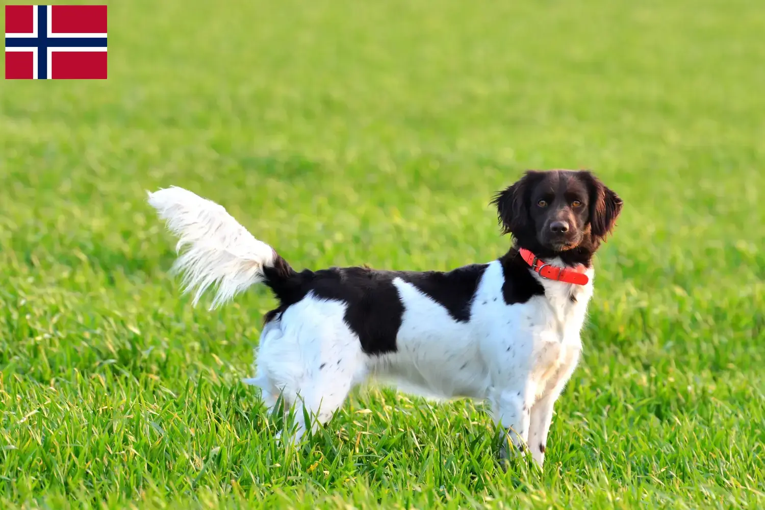 Petit Münsterländer chiots et éleveurs Norvège Ici, tu trouveras des éleveurs de petits Münsterländer en Norvège.